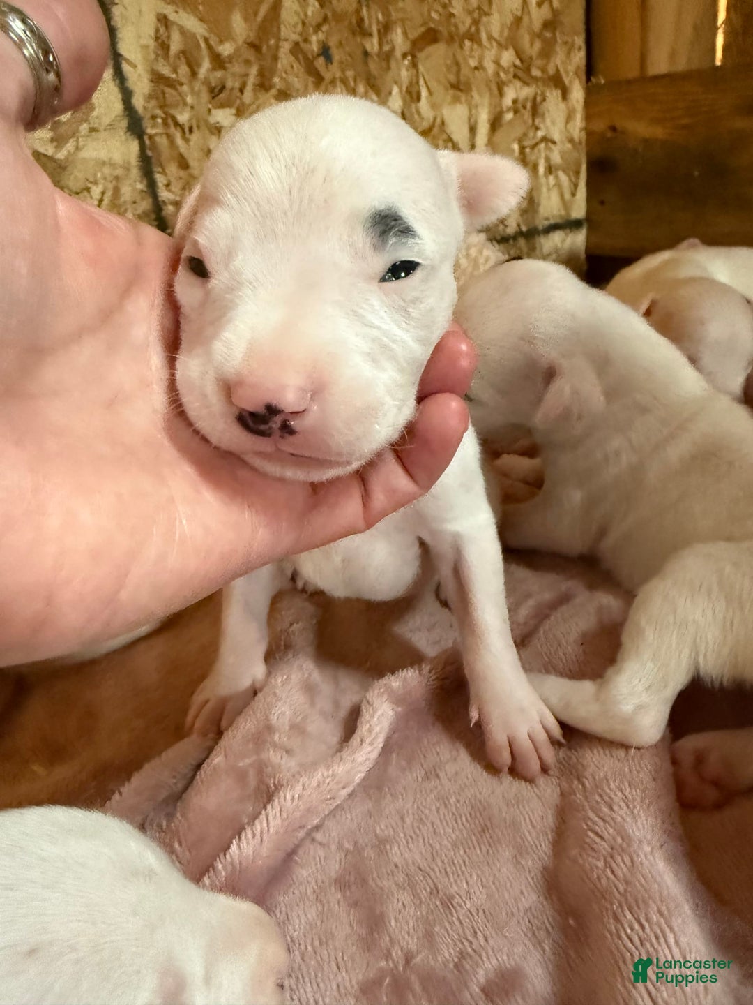 Dogo Argentino dogs for sale: M4 - Image 5