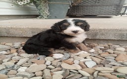 Bernedoodle dogs for sale: Annabelle - Image 1