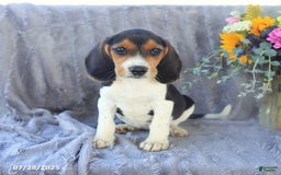 Beagle dogs for sale: Taffy - Image 9