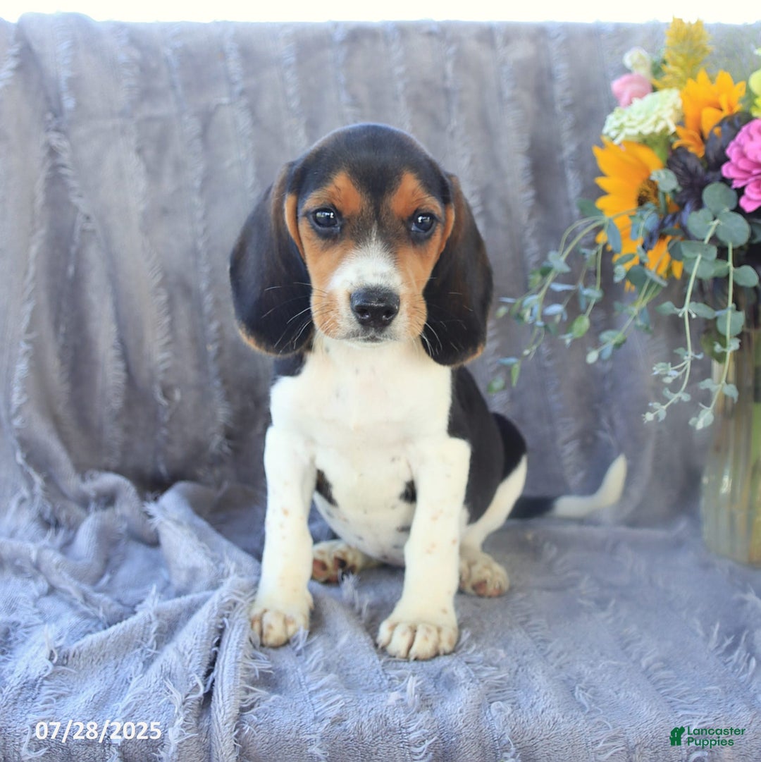 Beagle dogs for sale: Taffy - Image 9