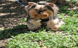 Yorkshire Terrier dogs for sale: R Ythm - Image 2