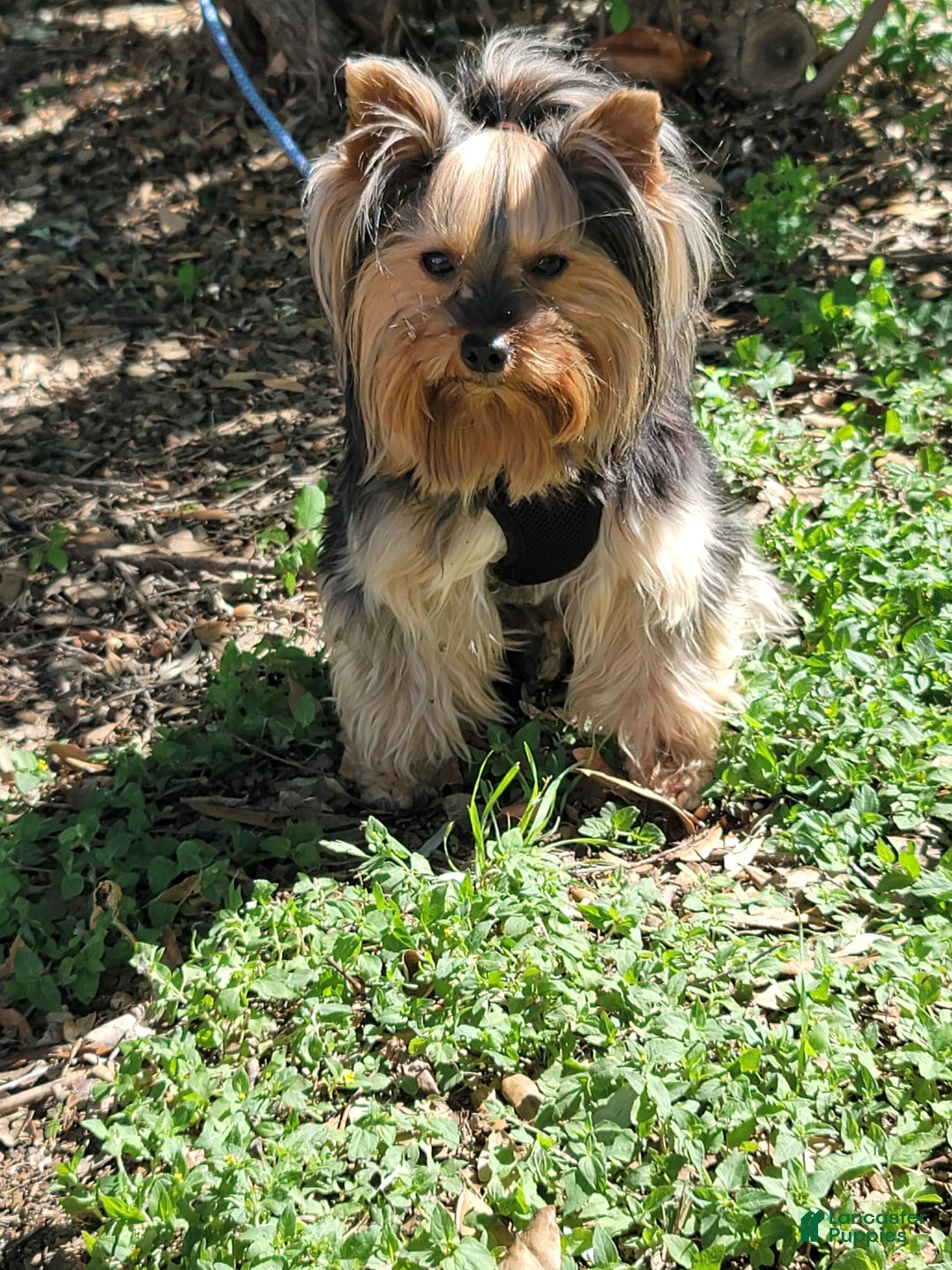 Yorkshire Terrier dogs for sale: R Ythm - Image 2