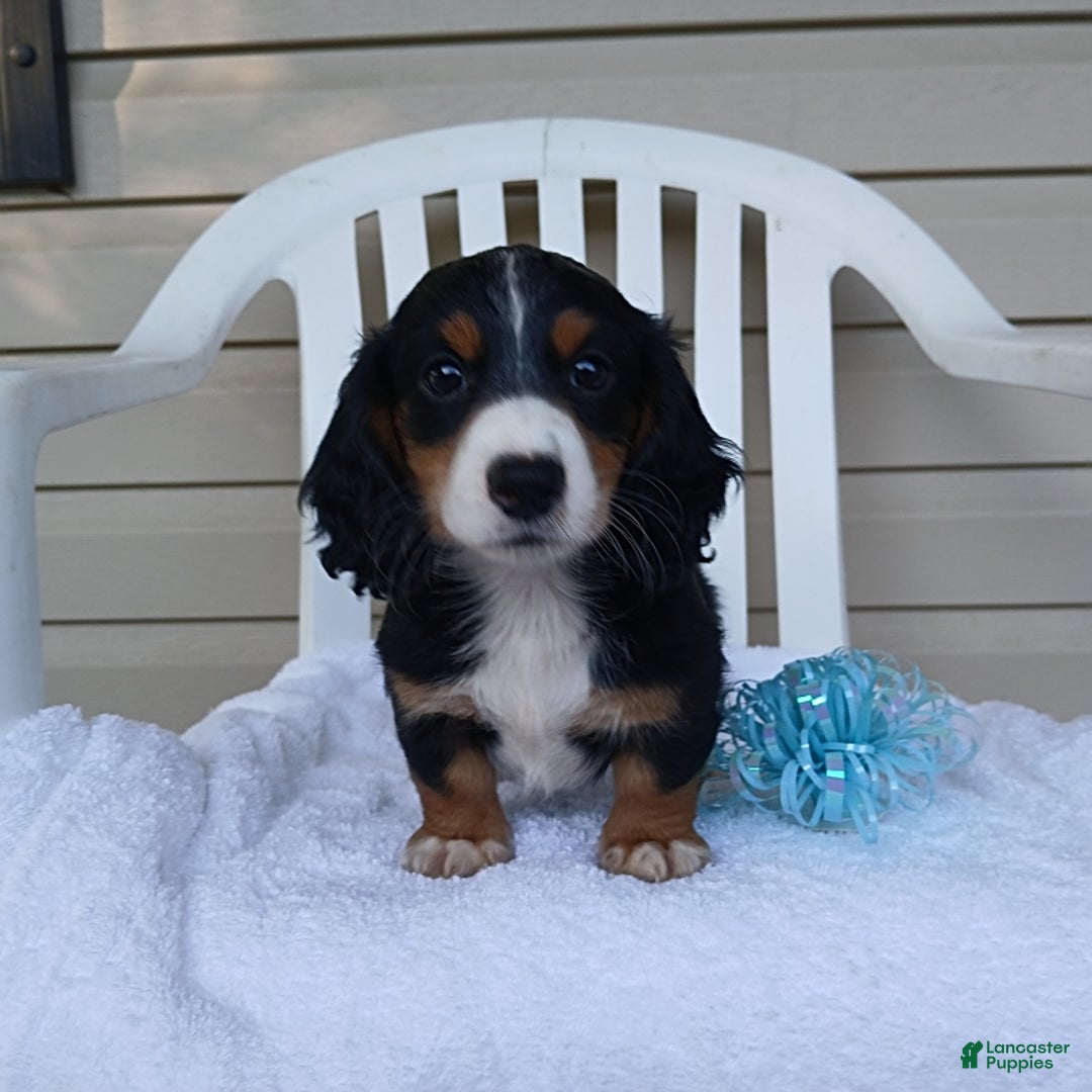 Miniature Dachshund dogs for sale: Hudson - Image 1