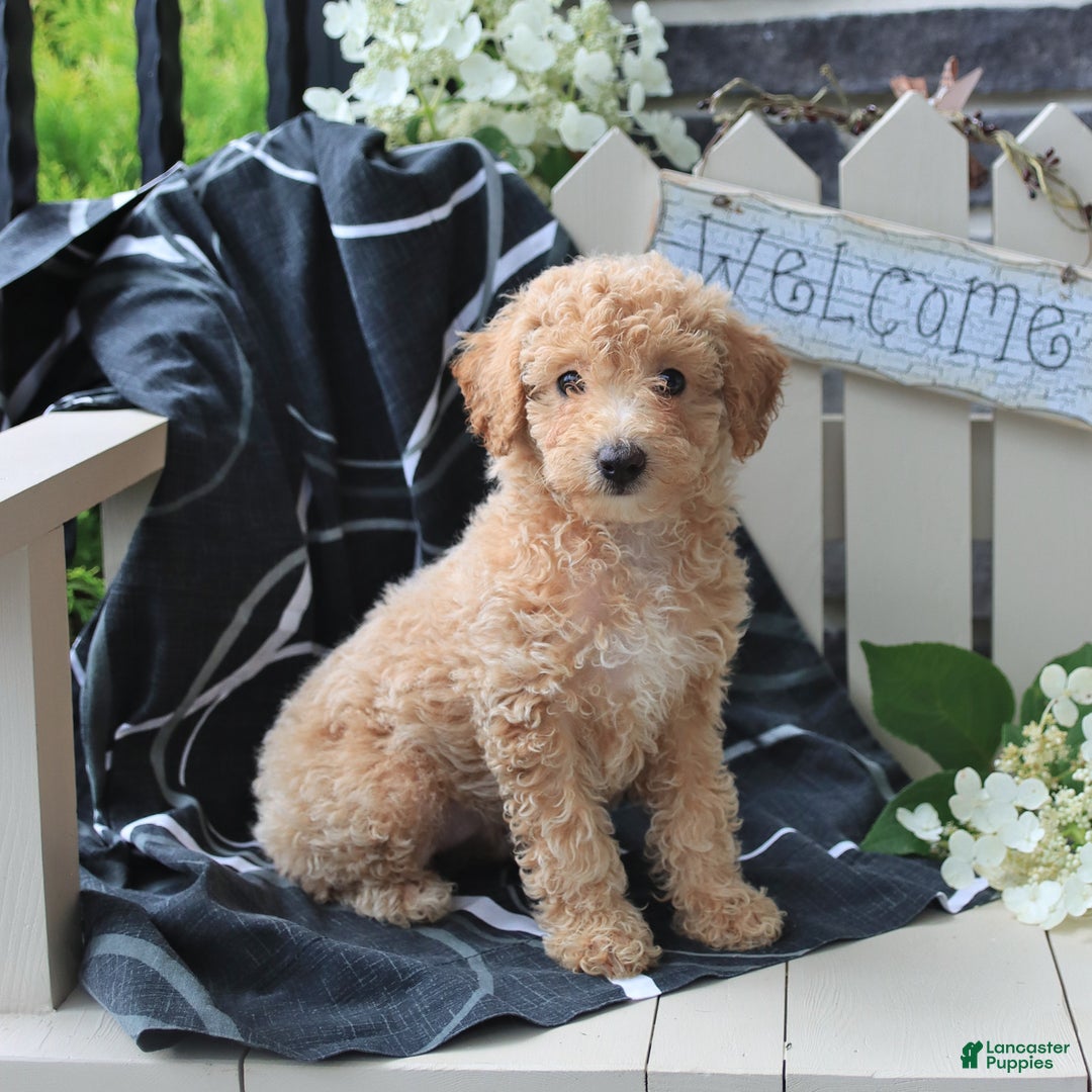 Miniature Poodle dogs for sale: Macy - Image 1