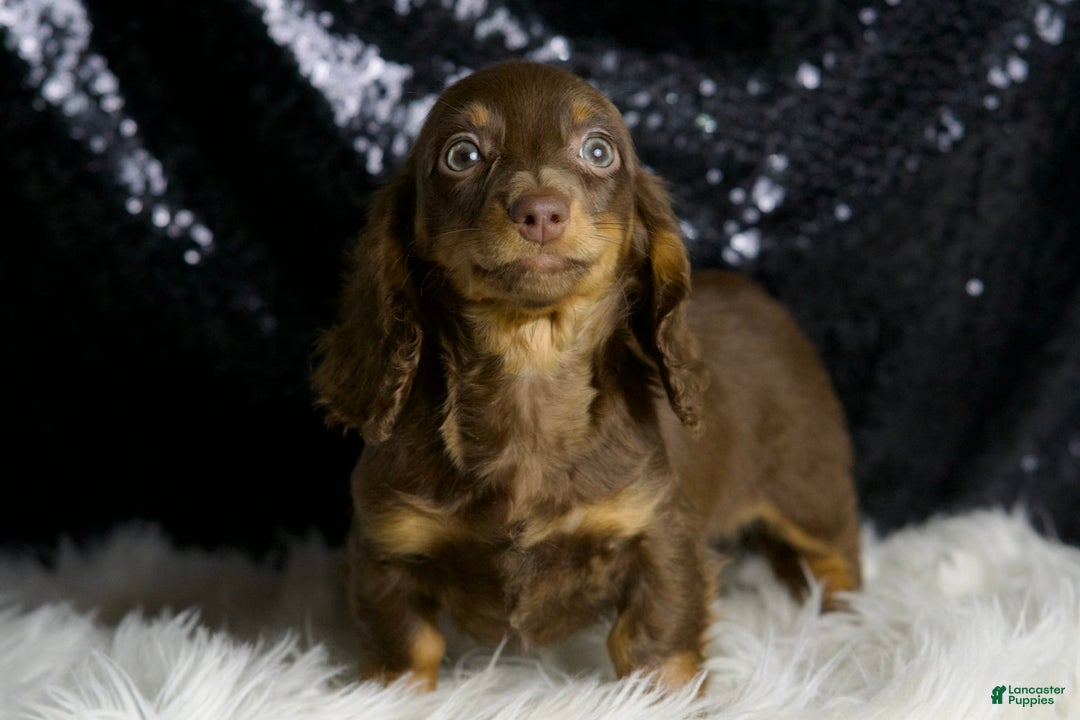 Miniature Dachshund dogs for sale: Heidi - Image 3