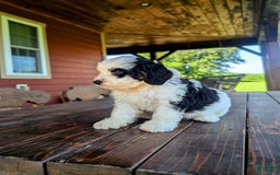 Mini Bernedoodle dogs for sale: Maverick - Image 1