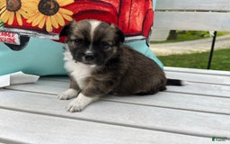 Chihuahua dogs for sale: Liam - Image 8