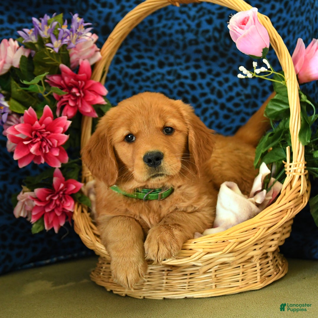 Golden Retriever dogs for sale: Linda - Listing for pets: Lilly, Linda, Lizzy, Lex, Ludwig - Image 4