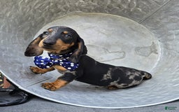 Miniature Dachshund dogs for sale: Kody - Image 8