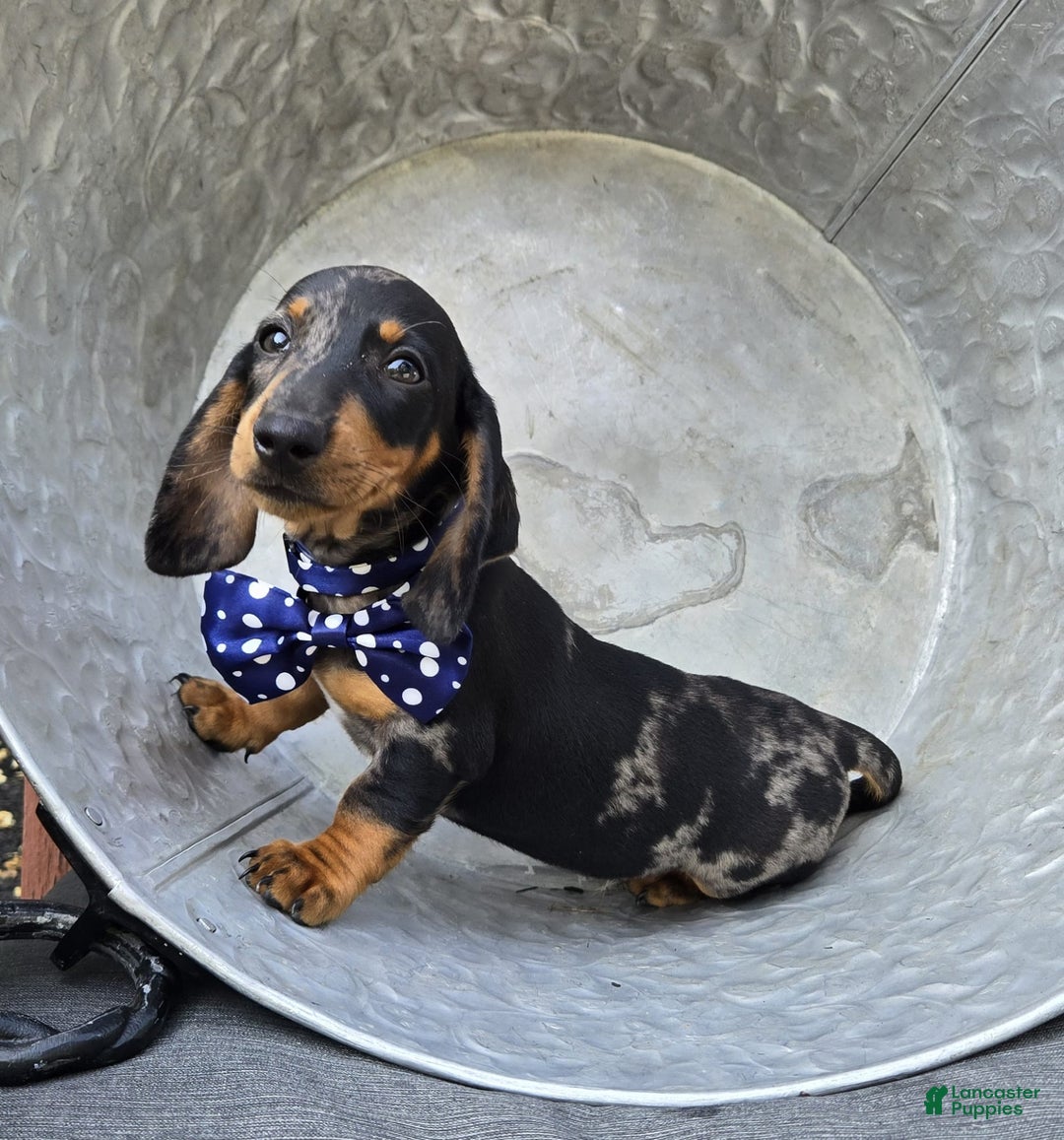 Miniature Dachshund dogs for sale: Kody - Image 8