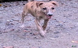 Whippet dogs for sale: Millie - Image 9