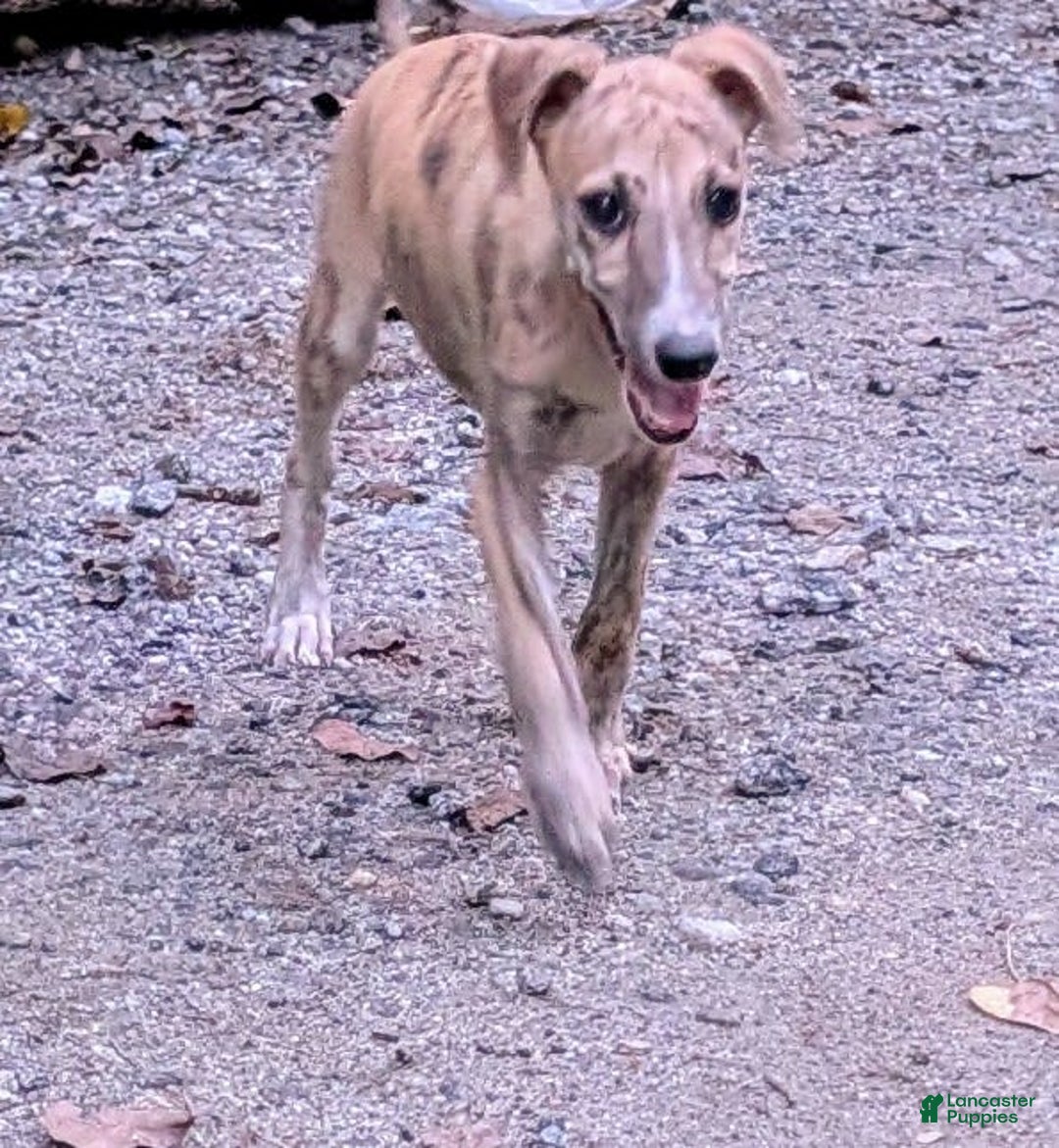 Whippet dogs for sale: Millie - Image 9