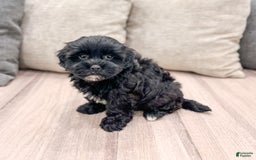 Shihpoo dogs for sale: Leti - Image 3
