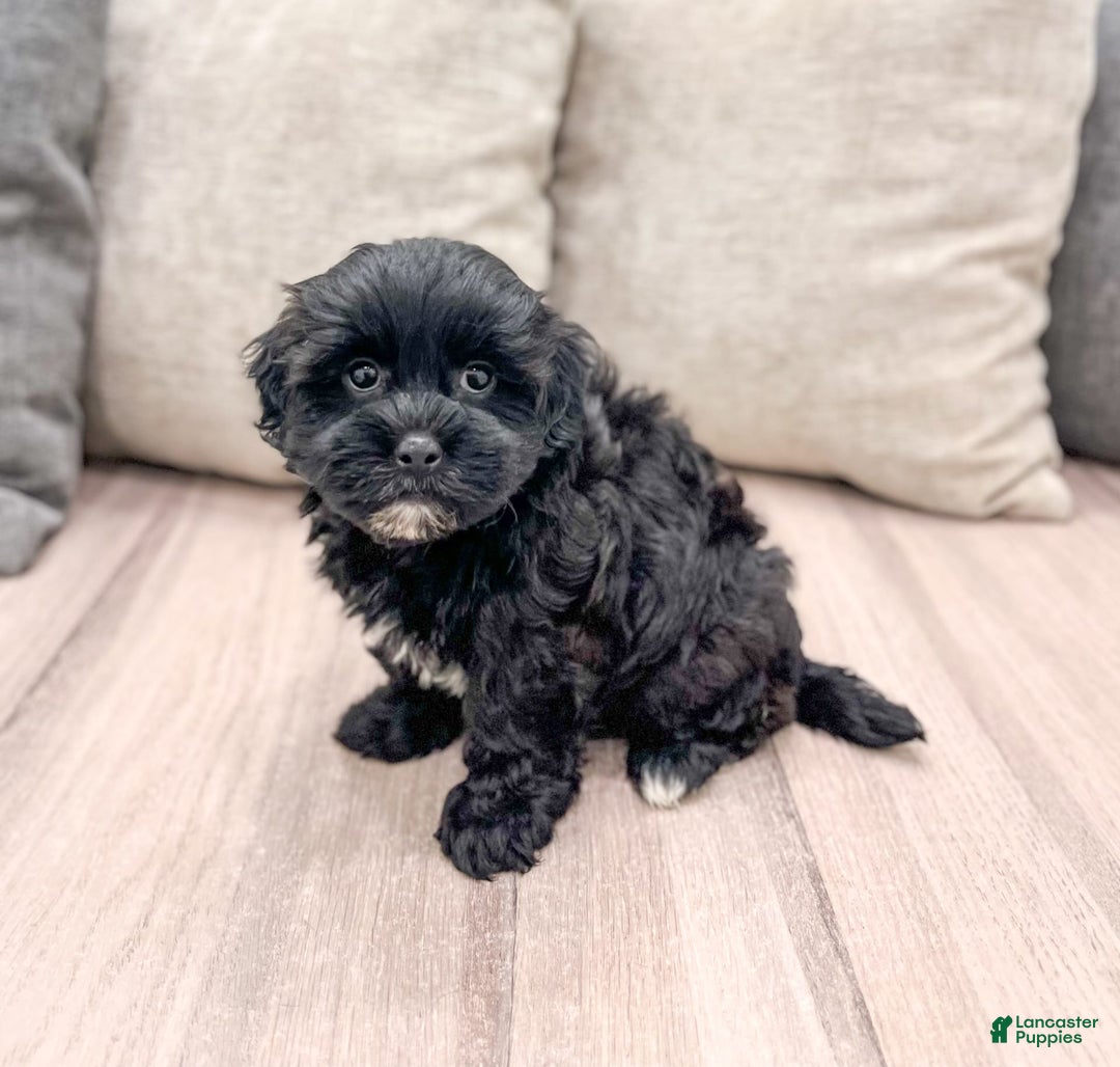 Shihpoo dogs for sale: Leti - Image 3