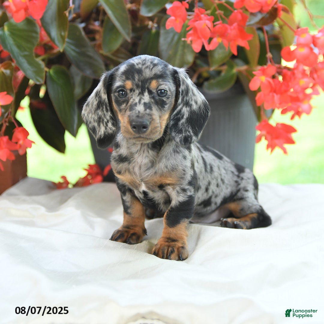 Miniature Dachshund dogs for sale: Noah - Image 2