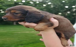 Dachshund dogs for sale: Evie - Image 5