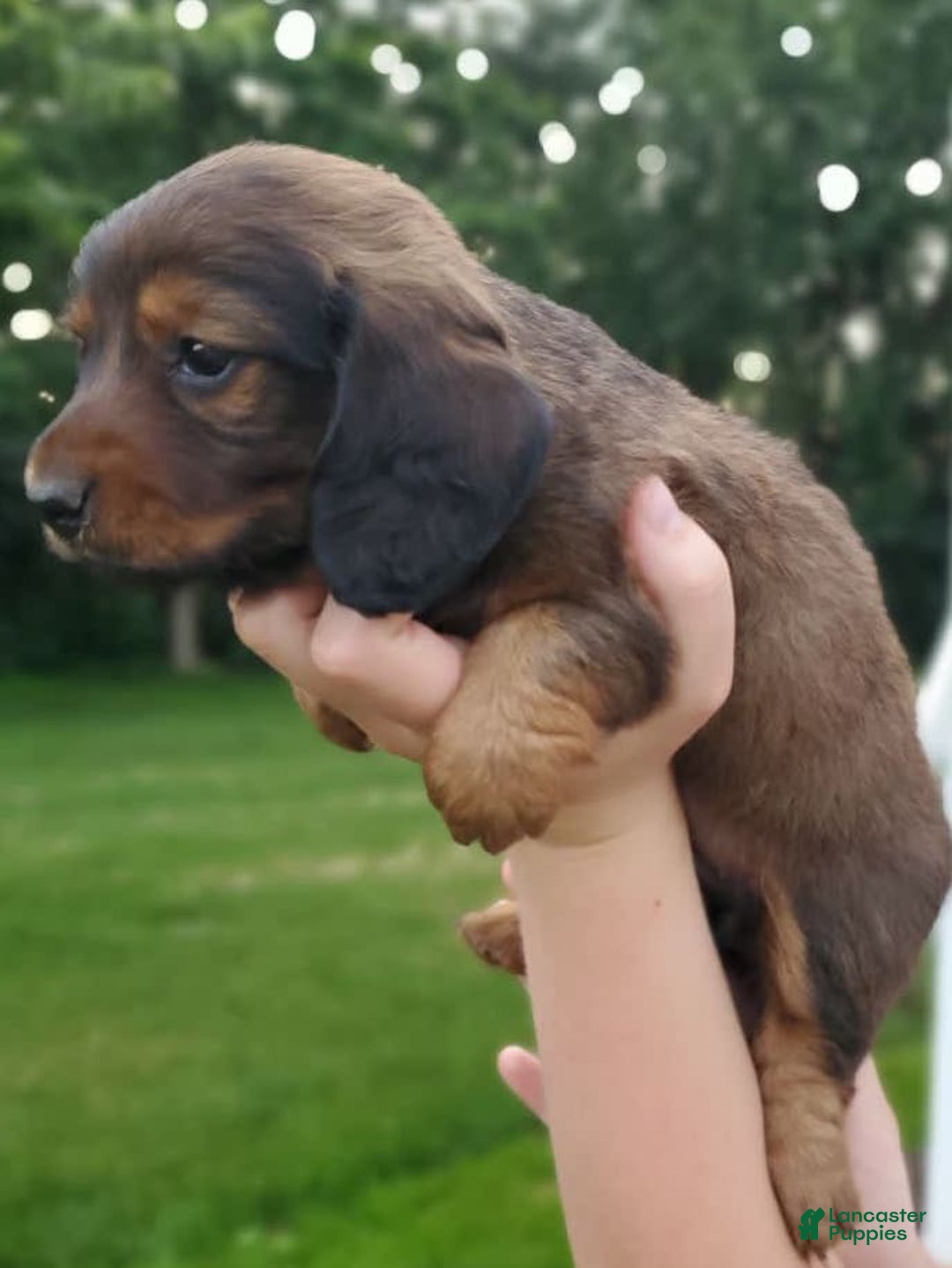 Dachshund dogs for sale: Evie - Image 5