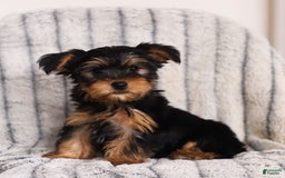 Yorkshire Terrier dogs for sale: Yorkshire Terrier 2 puppies - Image 2