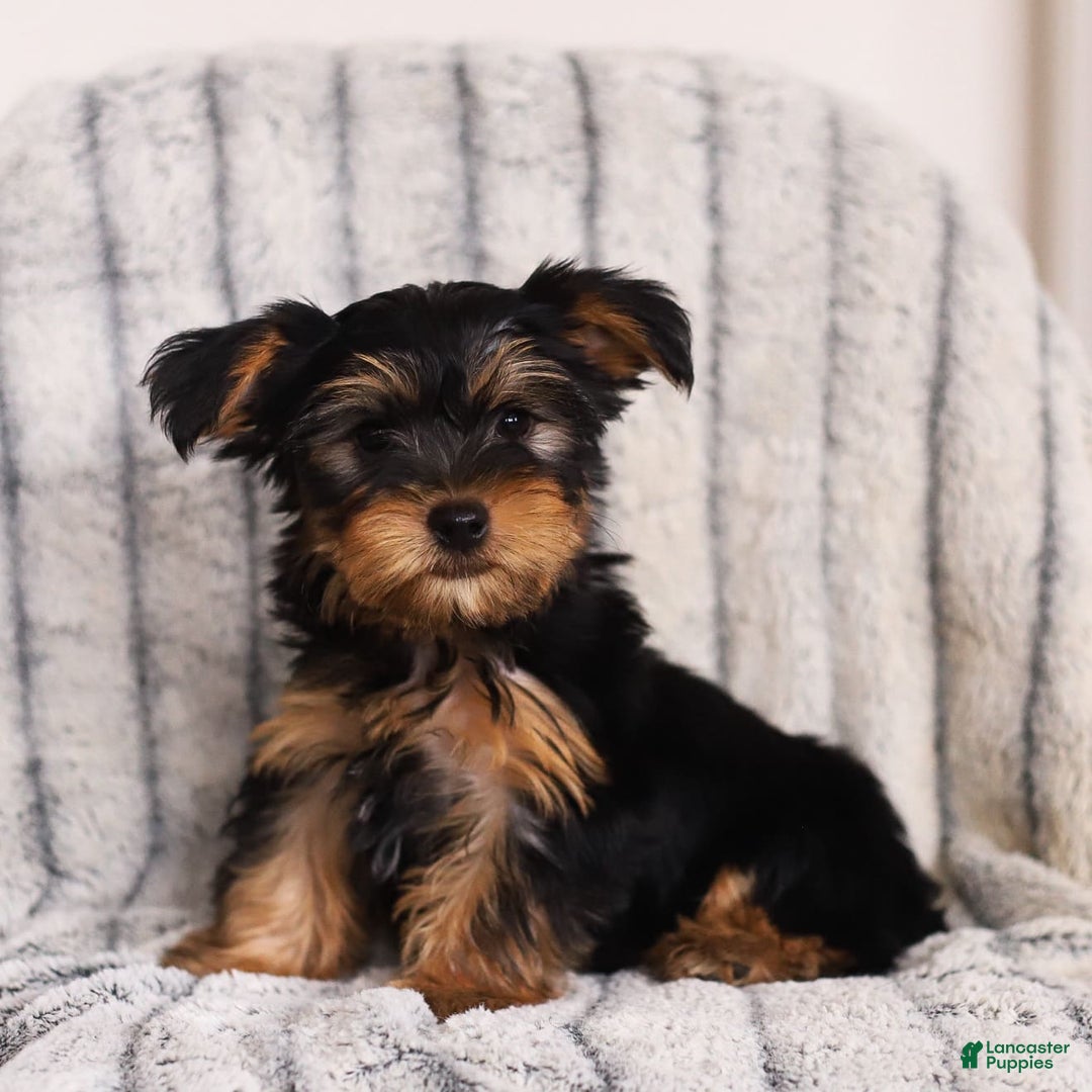 Yorkshire Terrier dogs for sale: Yorkshire Terrier 2 puppies - Image 2