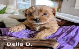 Mini Bernedoodle dogs for sale: Bella B. - Image 10