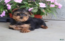 Yorkshire Terrier dogs for sale: Sweetie - Image 7