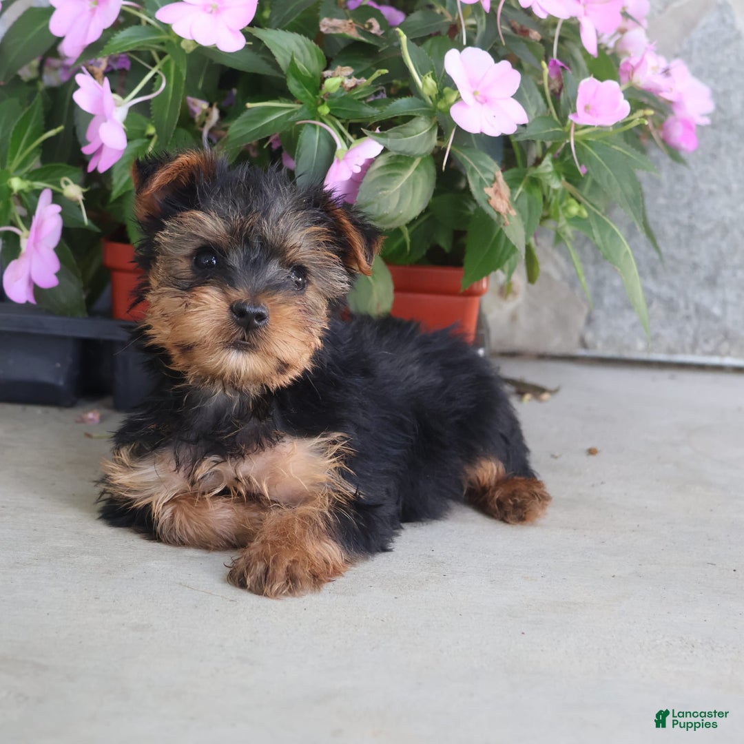 Yorkshire Terrier dogs for sale: Sweetie - Image 7