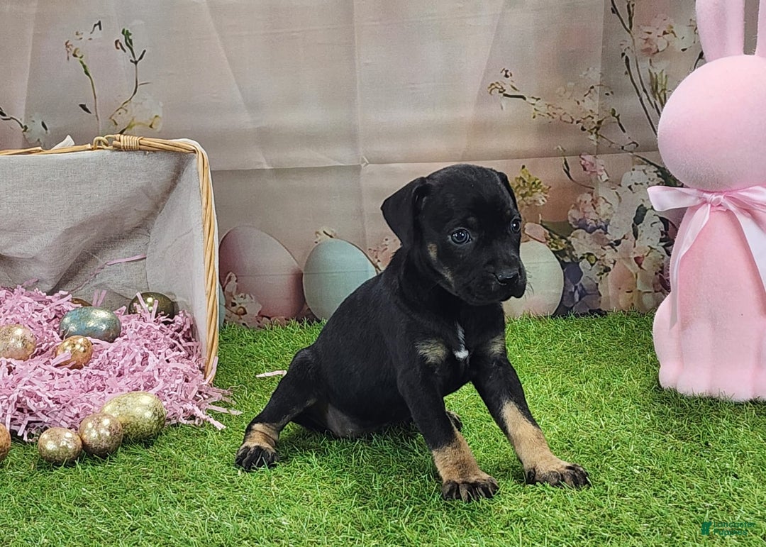 Catahoula Leopard Dog dogs for sale: Goldie 2025 F2 - Image 3