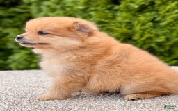 Pomeranian dogs for sale: Oliver - Image 3