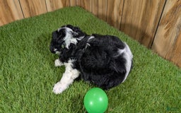 Cavapoo dogs for sale: Missy Boy 2 - Image 7