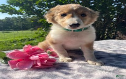 Shetland Sheepdog dogs for sale: Theo - Image 2