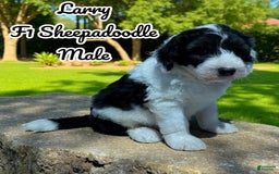 Sheepadoodle dogs for sale: Larry - Image 1
