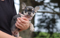 French Bulldog dogs for sale: Demi - Image 2