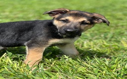 German Shepherd dogs for sale: Cedar - Image 13