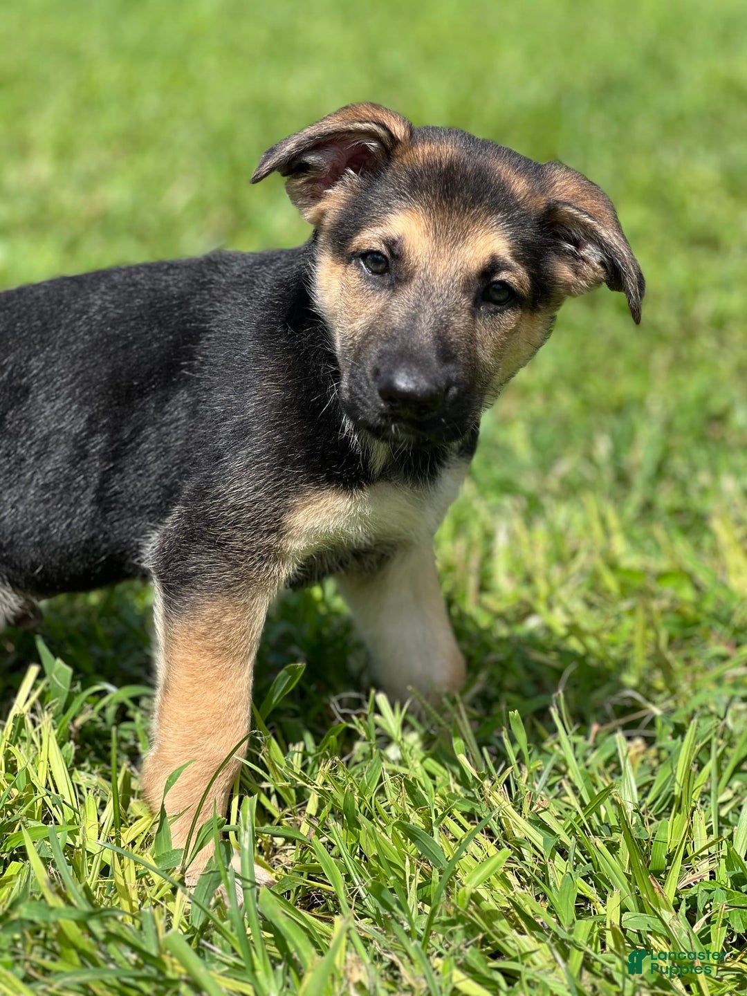 German Shepherd dogs for sale: Cedar - Image 13