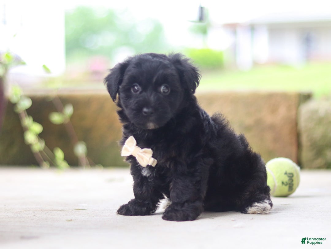 Yorkiepoo dogs for sale: Sammy - Image 1