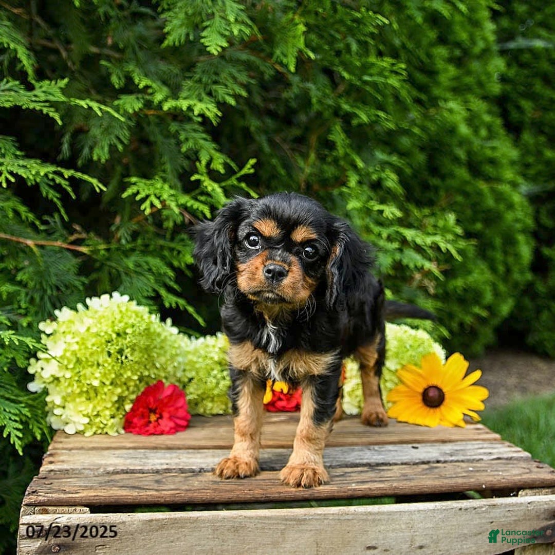 Cavalier King Charles Spaniel dogs for sale: Maddie - Image 2