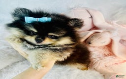 Pomeranian dogs for sale: Puddin - Image 2