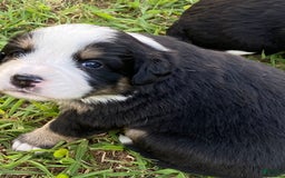 Australian Shepherd dogs for sale: Belle Starr - Image 6