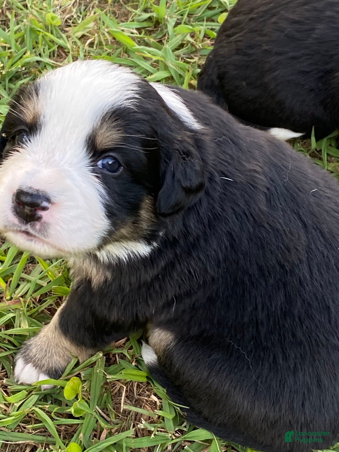 Australian Shepherd dogs for sale: Belle Starr - Image 6