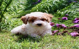 Miniature Poodle dogs for sale: Charlie - Image 10