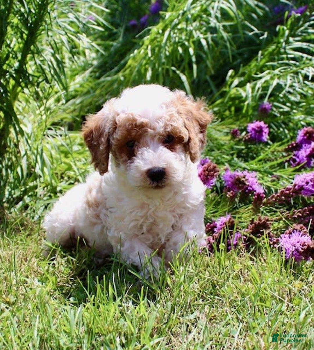 Miniature Poodle dogs for sale: Charlie - Image 10