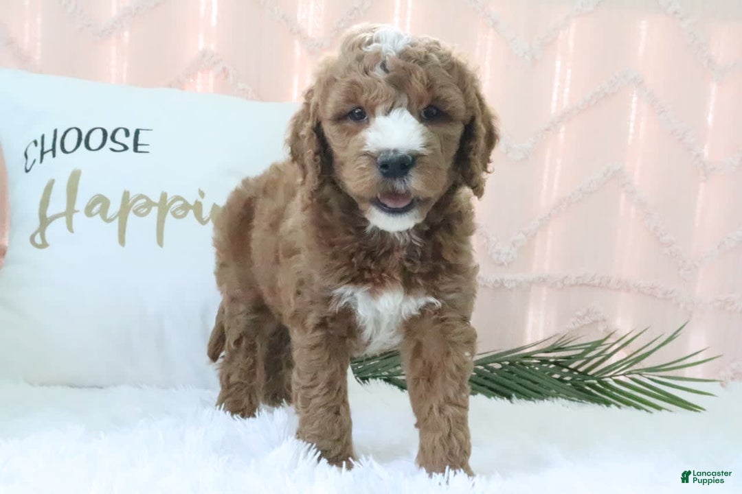 Goldendoodle dogs for sale: Riley - Image 3