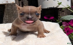 French Bulldog dogs for sale: Tessa - Image 3