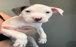 American Pit Bull Terrier dogs for sale: Nelsa - Image 1