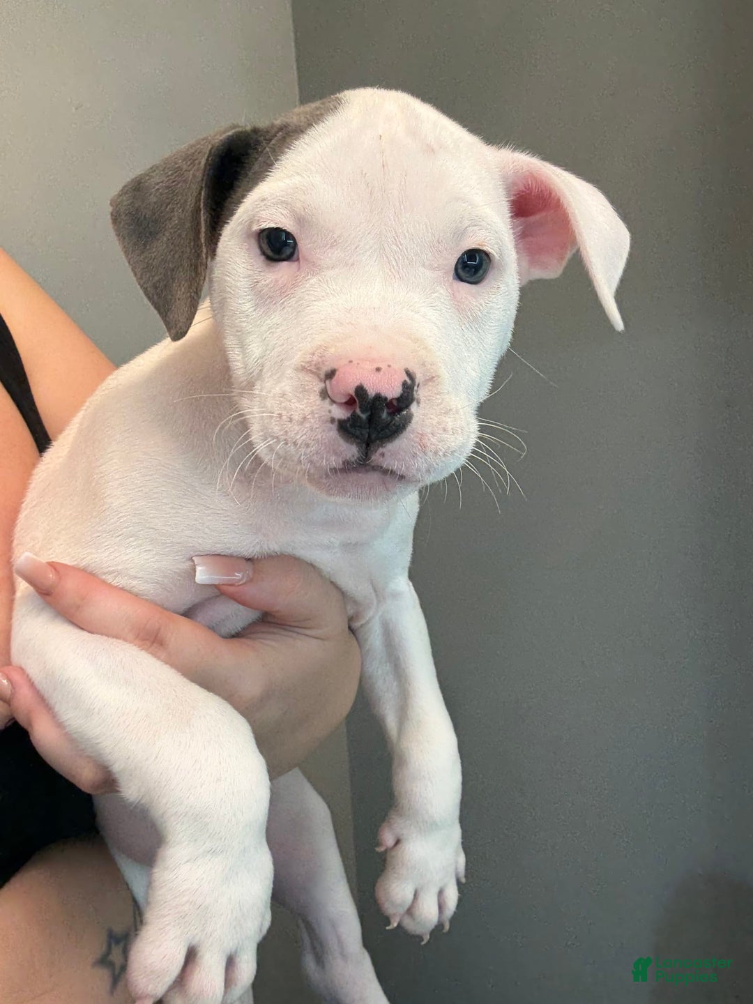 American Pit Bull Terrier dogs for sale: Nelsa - Image 1