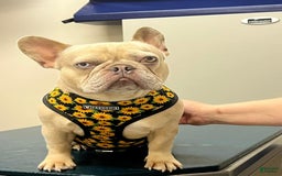 French Bulldog dogs for sale: Waylen - Image 8