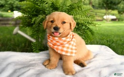 Golden Retriever dogs for sale: Cheerio - Listing for pets: Brisket, Peanut Butter, Clementine, Peaches, Olive, Waffles, Cheddar, Pepper, Cheerio - Image 2