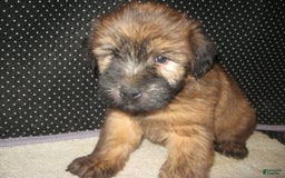 Soft Coated Wheaten Terrier dogs for sale: Dakota - Image 1