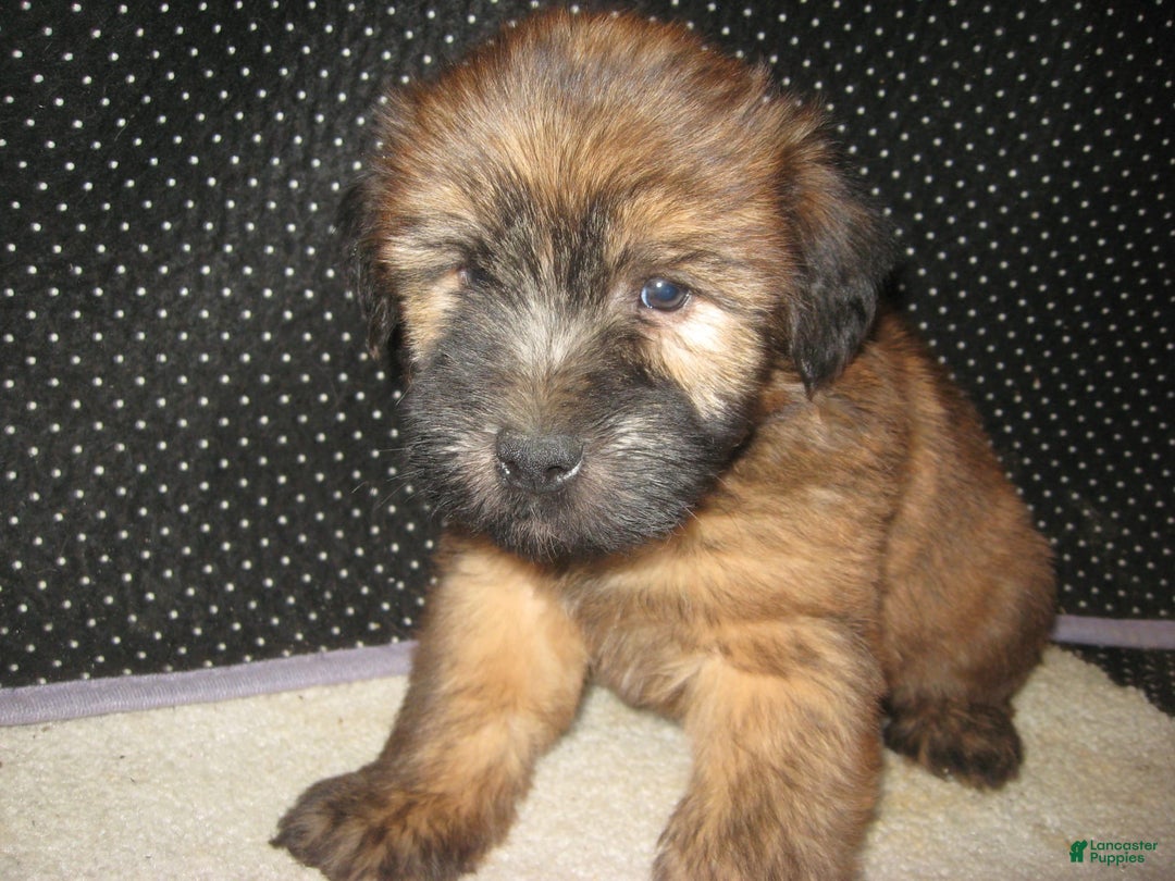 Soft Coated Wheaten Terrier dogs for sale: Dakota - Image 1