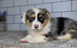 Welsh Corgi Pembroke dogs for sale: Moses - Image 5